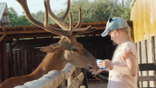 Маленькая девочка кормит оленя возле деревянного забора — стоковое видео