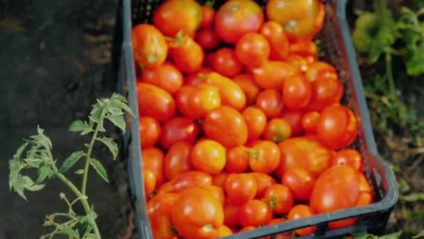Верхний вид фермеров руки держат несколько спелых помидоров в саду. Сбор овощей — стоковое видео