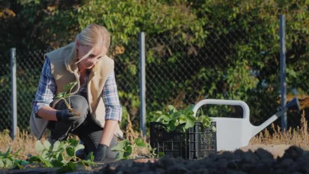 Hobbies and outdoor work - woman planting strawberries in the garden — Stock Video