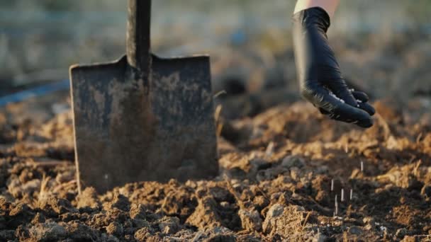 Фермер наливает в почву гранулы неорганических удобрений — стоковое видео