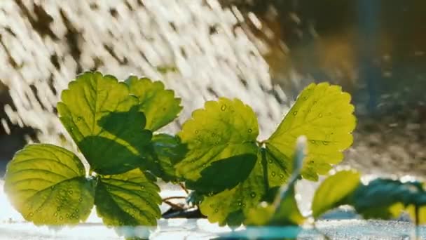 Trabalho agrícola de verão - brotos de morango são regados de uma lata de rega — Vídeo de Stock