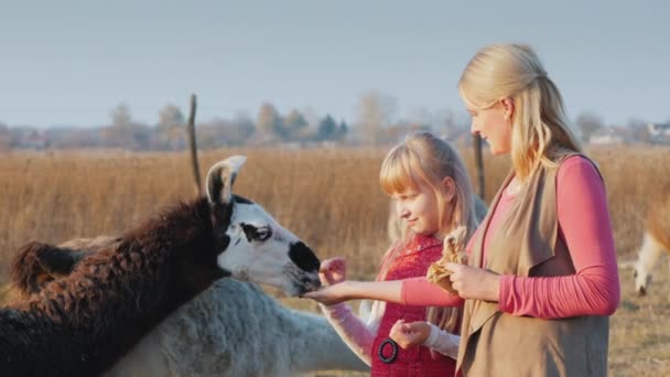 Fin de semana activo con un niño - mamá y su hija alimentan alpaca en la granja — Vídeos de Stock