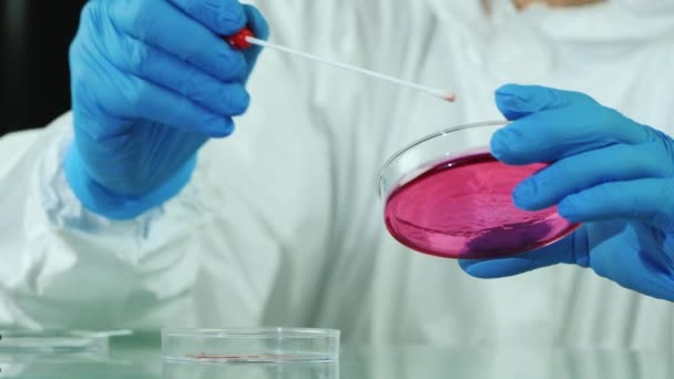 Laboratorio fa ricerca microbiologica con un piatto ciotola — Video Stock