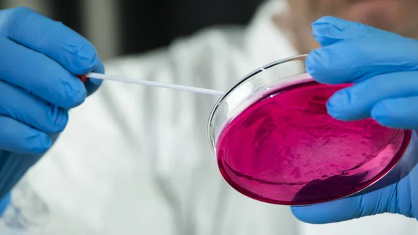 Лабораторія проводить мікробіологічні дослідження з тарілкою — стокове фото
