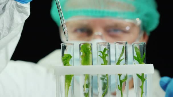 Retrato de un científico que trabaja con muestras de plantas en el laboratorio — Vídeo de stock