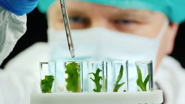 Retrato de um cientista que trabalha com amostras de plantas no laboratório — Fotografia de Stock