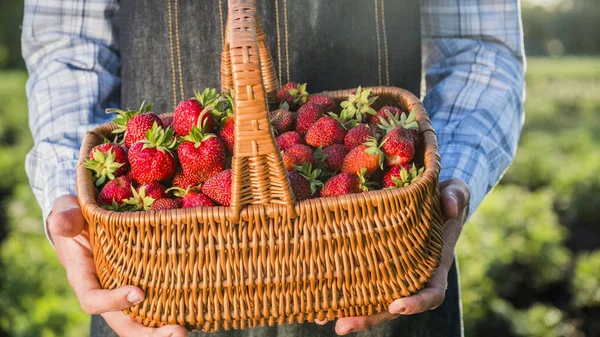 Landwirt hält einen Korb mit Erdbeeren — Stockfoto