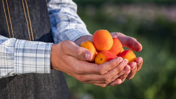 Boer heeft verschillende rijpe abrikozenbessen — Stockfoto