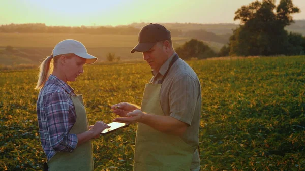 Dva farmáři pracují v terénu a na západ slunce, mluvit a používat tablet — Stock fotografie