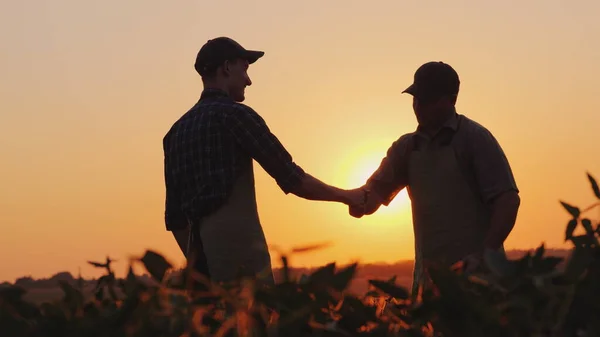 Starší farmář si potřásá rukou s mladým kolegou. Úsměv, pozitivní emoce — Stock fotografie