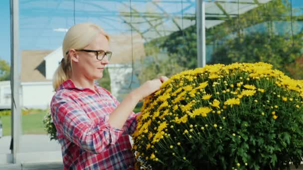 Porträt einer Frau mit einem großen Strauß Chrysanthemen in einem Topf. Blumenzucht, Besitzer von Kleinunternehmen — Stockvideo
