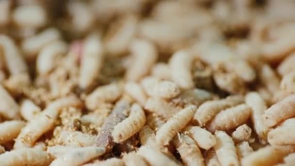 Video with a low depth of field - the background of live maggots — Stock Footage Video with a low depth of field - the background of live maggots Stock Footage