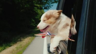 Norveç 'te Hayvan Seyahati. Norveç bayrağı taşıyan köpek arabanın camından dışarı bakıyor
