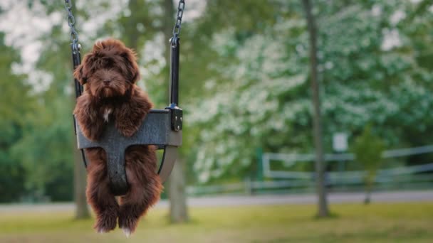 Grappige puppy rit op een schommel in het park — Stockvideo
