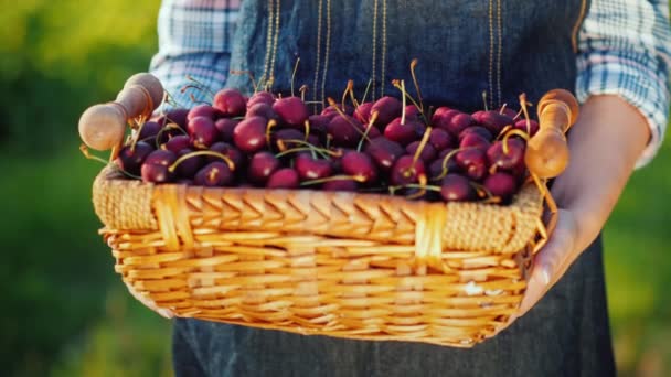 Manos de un agricultor con una cesta de cerezas maduras — Vídeo de stock