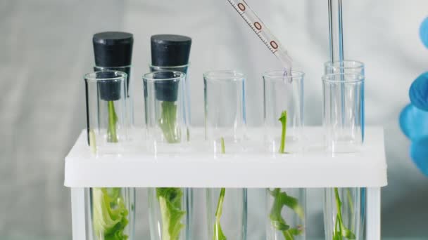 Μακρο-γυρίσματα δοκιμαστικών σωλήνων με φυτά, προσθέτουν το φάρμακο. Έννοια γενετικών τροποποιήσεων — Αρχείο Βίντεο