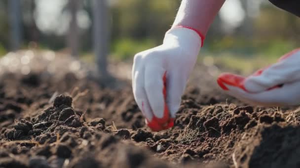 Сільськогосподарські руки саджають насіння гороху в грунт — стокове відео