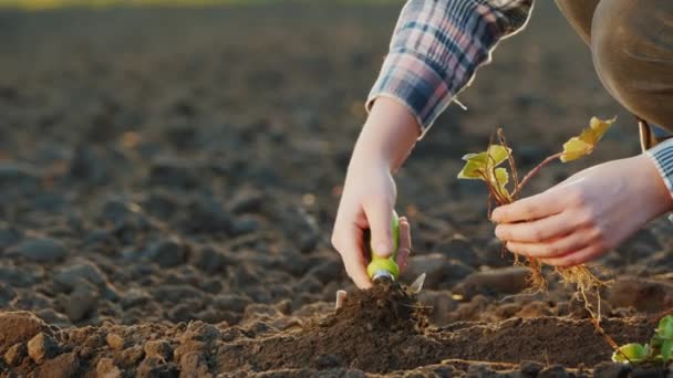 Plantes cultivatrices semis de fraises, vue de côté — Video