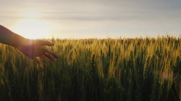 Agricultores entregan campo de trigo y puesta de sol — Vídeos de Stock