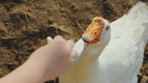 Jordbrukare ger en godbit till en stor vit gås på en gård, ovanifrån — Stockvideo