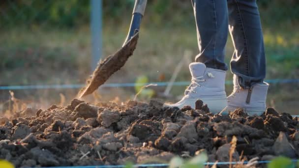 Vista lateral del agricultor cava un huerto, solo las piernas en zapatos de trabajo son visibles en el marco — Vídeo de stock