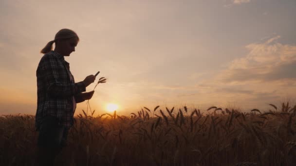 Agricultor trabaja en el campo, estudiando espigas de trigo — Vídeos de Stock