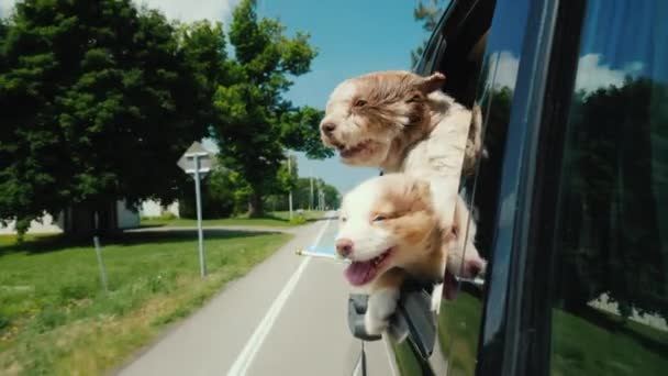 スウェーデンの犬2匹が車で移動し、スウェーデンの国旗が窓の外を見ている。スカンディナヴィアのレンタカー — ストック動画