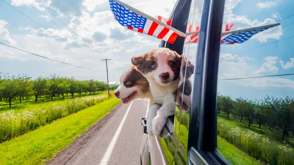Смешные щенки путешествуют в автомобилях по Америке — стоковое фото