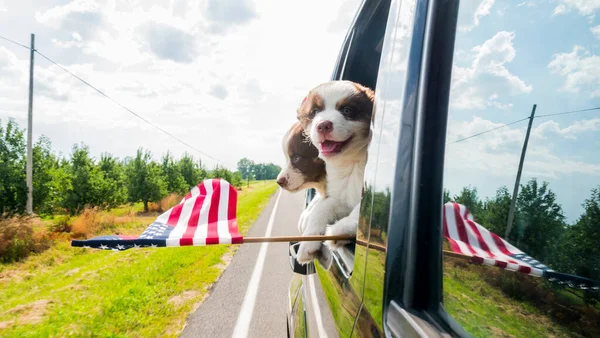 Lustige Welpen reisen in Autos durch Amerika — Stockfoto