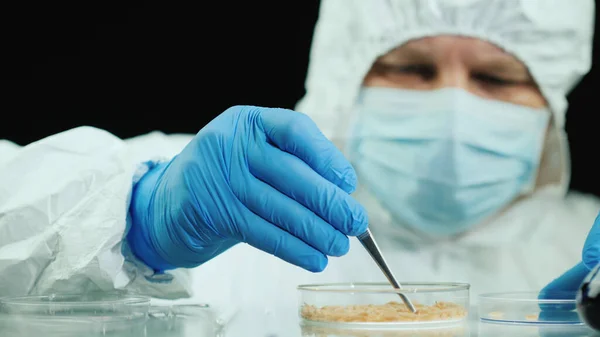 Wissenschaftler im Labor führt Experimente mit Maden durch — Stockfoto