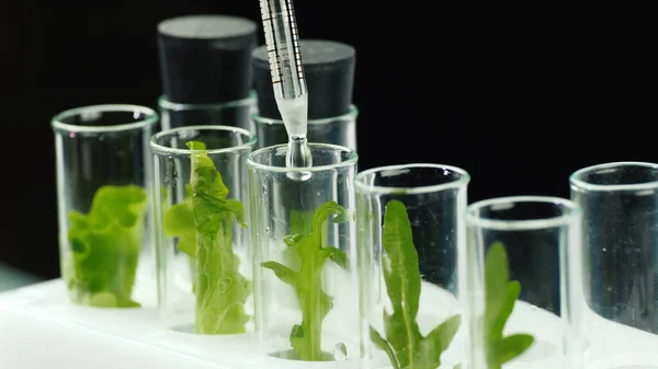 Macroshooting de tubos de ensayo con plantas, que añaden la droga. Concepto de modificación genética —  Fotos de Stock