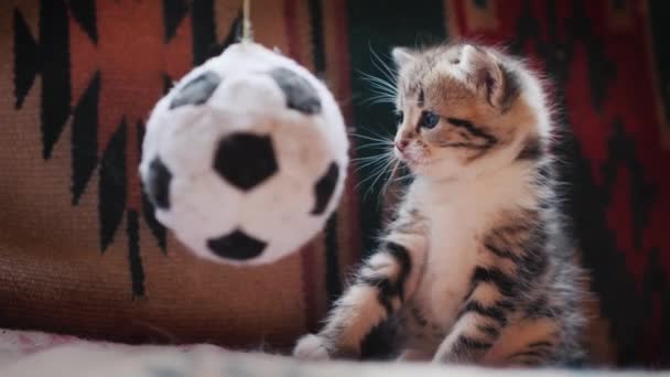 Gatinho bonito parece surpreso com o brinquedo na forma de uma bola de futebol — Vídeo de Stock