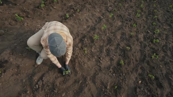 Boer planten tomaat zaailingen op het veld. Bovenaanzicht — Stockvideo