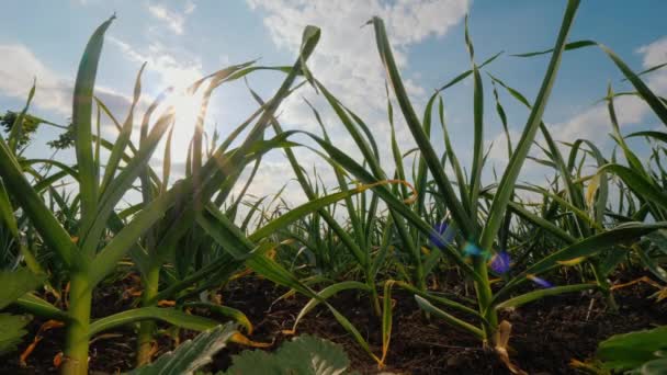 정원에 있는 마늘 잎을 통해 태양이 들어올 것이다 — 비디오