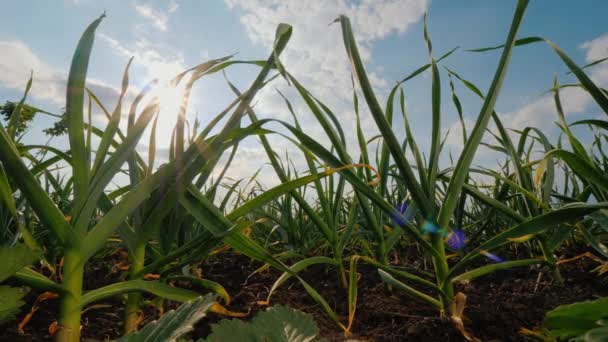 The sun will enter through the leaves of garlic in the garden — Stock Video