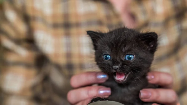 Femme tient drôle chaton noir avec des yeux bleus — Photo