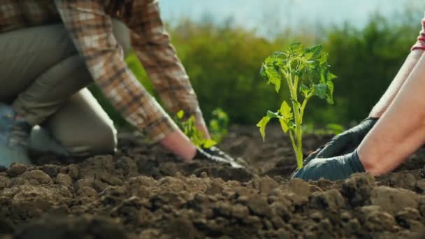 Dois agricultores plantam mudas de tomate em um campo — Vídeo de Stock