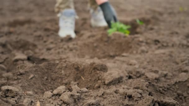 Farmer puts tomato seedlings in holes on the field, spring work on the farm — Stock Video