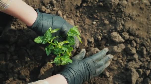 Agricultor plantando mudas de tomate no campo. Vista superior — Vídeo de Stock
