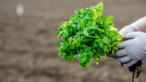 Çiftçi kucağında domates tohumu tutuyor, tarlada duruyor.