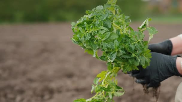 Boeren handen houden een bos van tomaat zaailingen boven de grond — Stockvideo