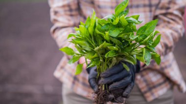 Çiftçi kucağında biber tohumu tutuyor, tarlada duruyor
