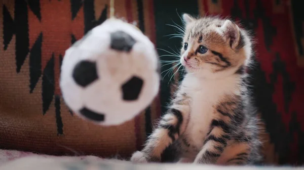 Gatinho bonito parece surpreso com o brinquedo na forma de uma bola de futebol — Fotografia de Stock