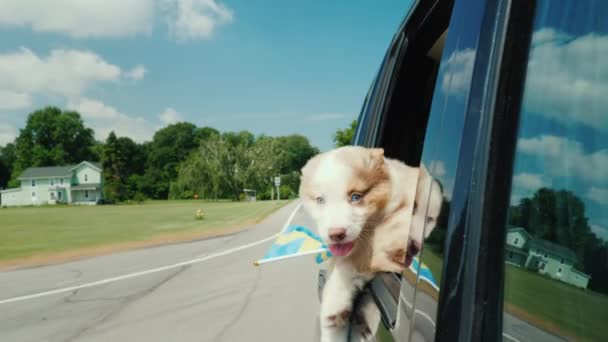 Um cão sueco com a bandeira da Suécia olha pela janela de um carro em alta velocidade — Vídeo de Stock