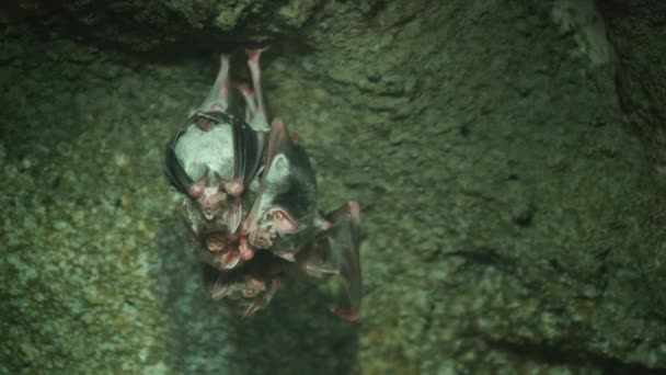 Eine Gruppe Vampirmäuse unter der Decke einer dunklen Höhle — Stockvideo