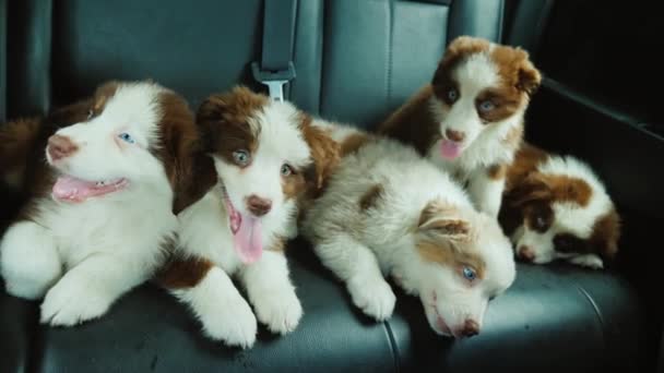 Voyage difficile des chiots - un groupe d'animaux de compagnie fatigués sur le siège arrière d'une voiture — Video