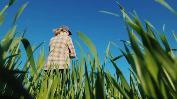 Una agricultora se encuentra en un campo de trigo verde. Disparo de ángulo bajo — Vídeo de stock