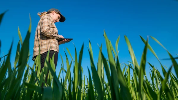 A female farmer uses a tablet, stands in a field of green wheat. Low angle shot — Stock Photo, Image