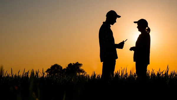 2人の農家は、太陽が沈むフィールドで通信します。 — ストック写真