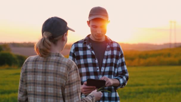 Zwei erfolgreiche Bauern arbeiten auf einem Feld, benutzen ein Tablet — Stockvideo